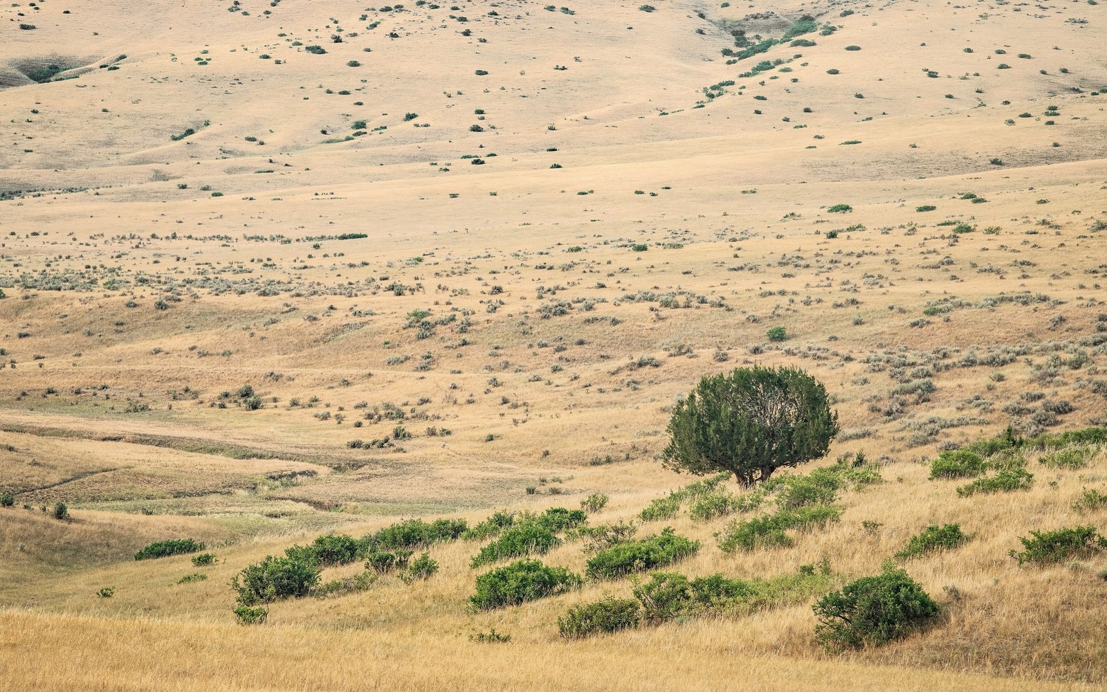 Sell Mineral Rights in Busby, MT